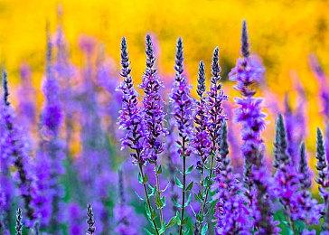 Steam新一周销量榜 《死亡循环》登顶