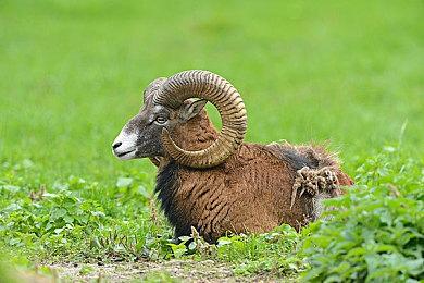 《微软飞行模拟》将于6月14日更新简体中文